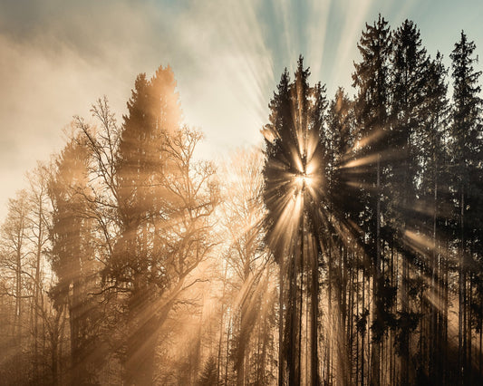 Sun Rays Forest No2