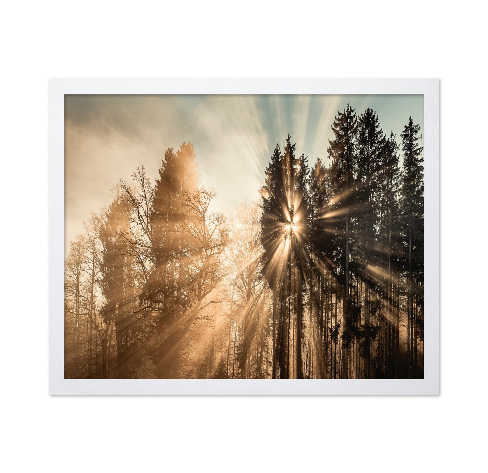 Sun Rays Forest No2