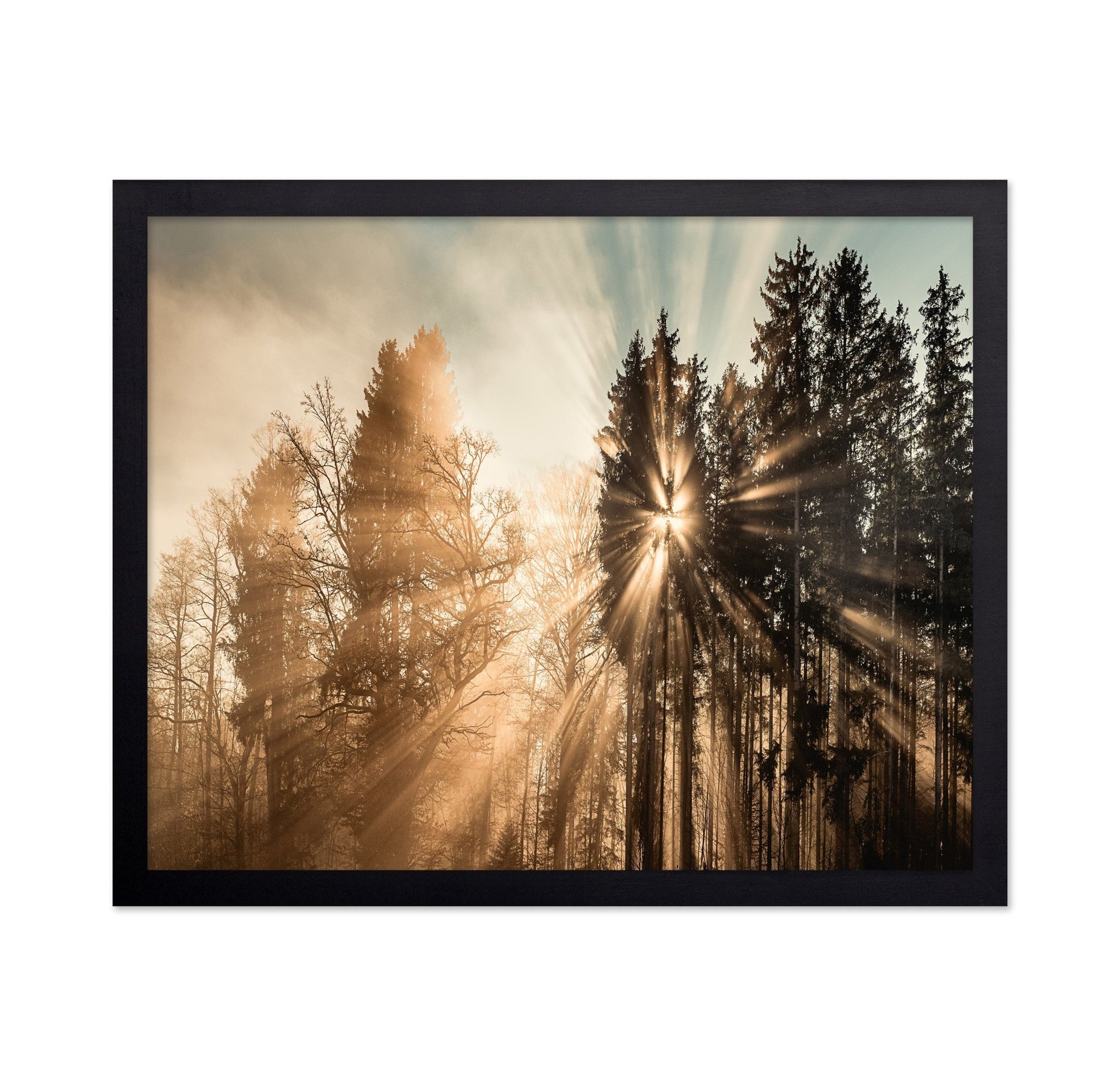 Sun Rays Forest No2