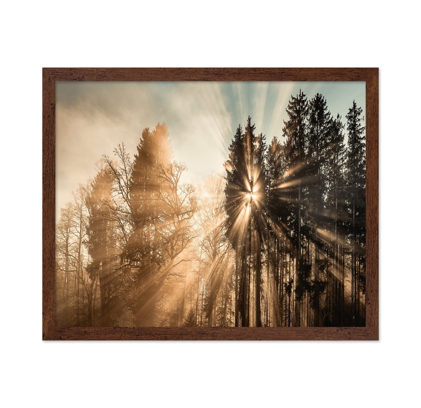 Sun Rays Forest No2