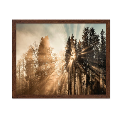 Sun Rays Forest No2