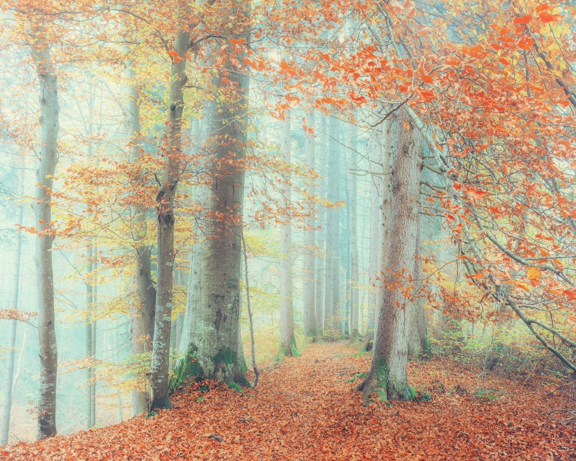 Autumn Forest Mist No2
