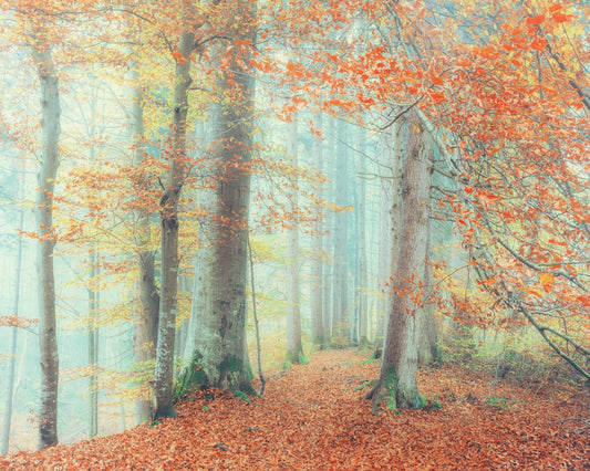 Autumn Forest Mist No2