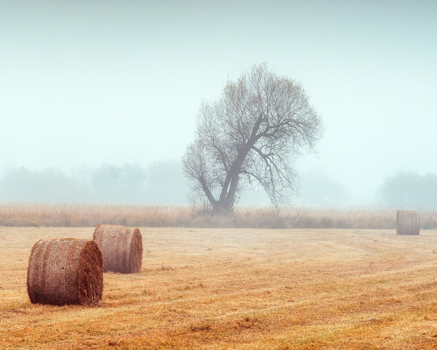 Foggy Field Hay
