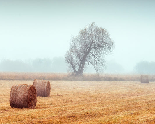 Foggy Field Hay