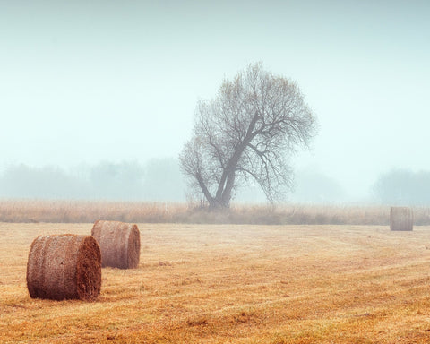 Foggy Field Hay
