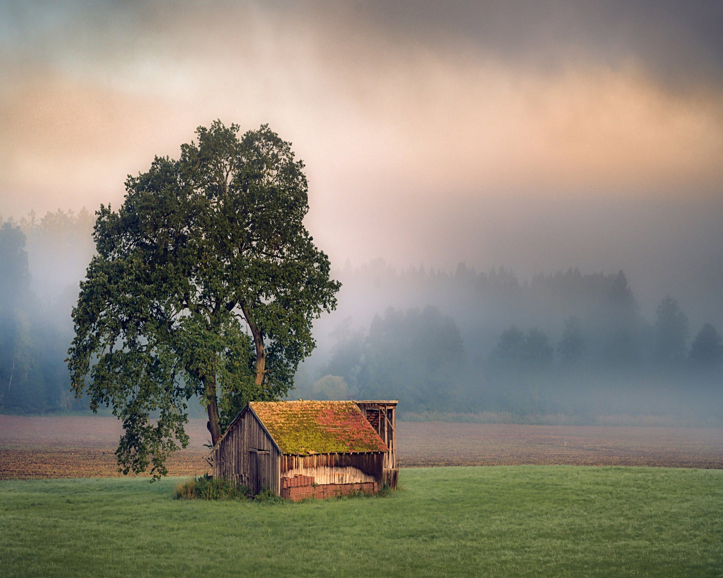 Rustic Barn Tree