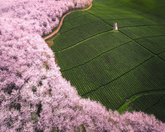 Blossom Tea Fields