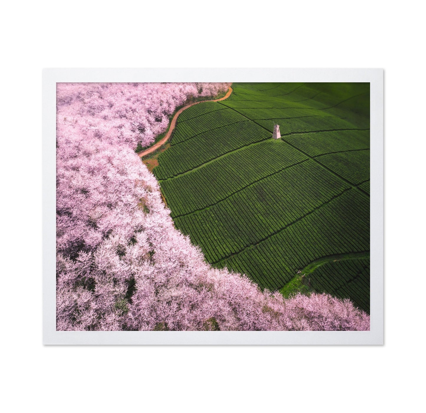 Blossom Tea Fields