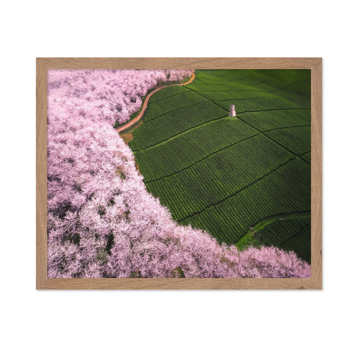 Blossom Tea Fields