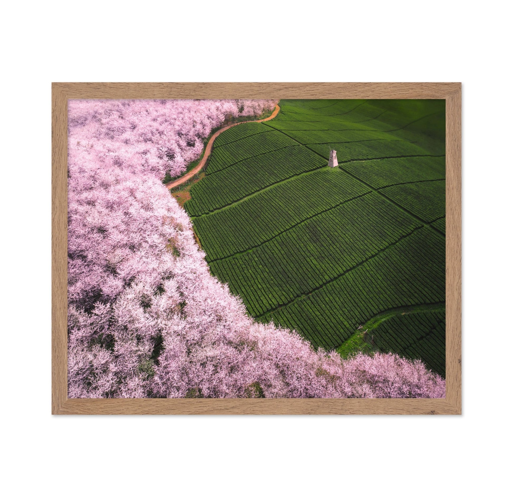 Blossom Tea Fields