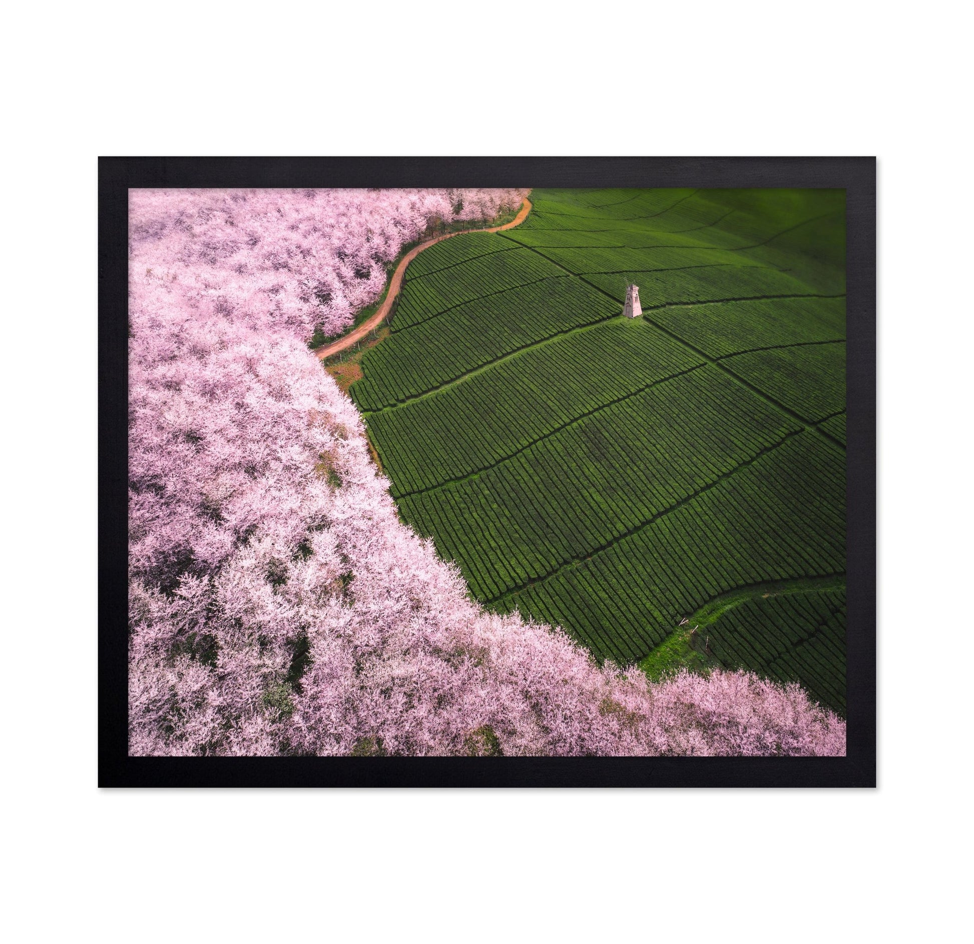 Blossom Tea Fields