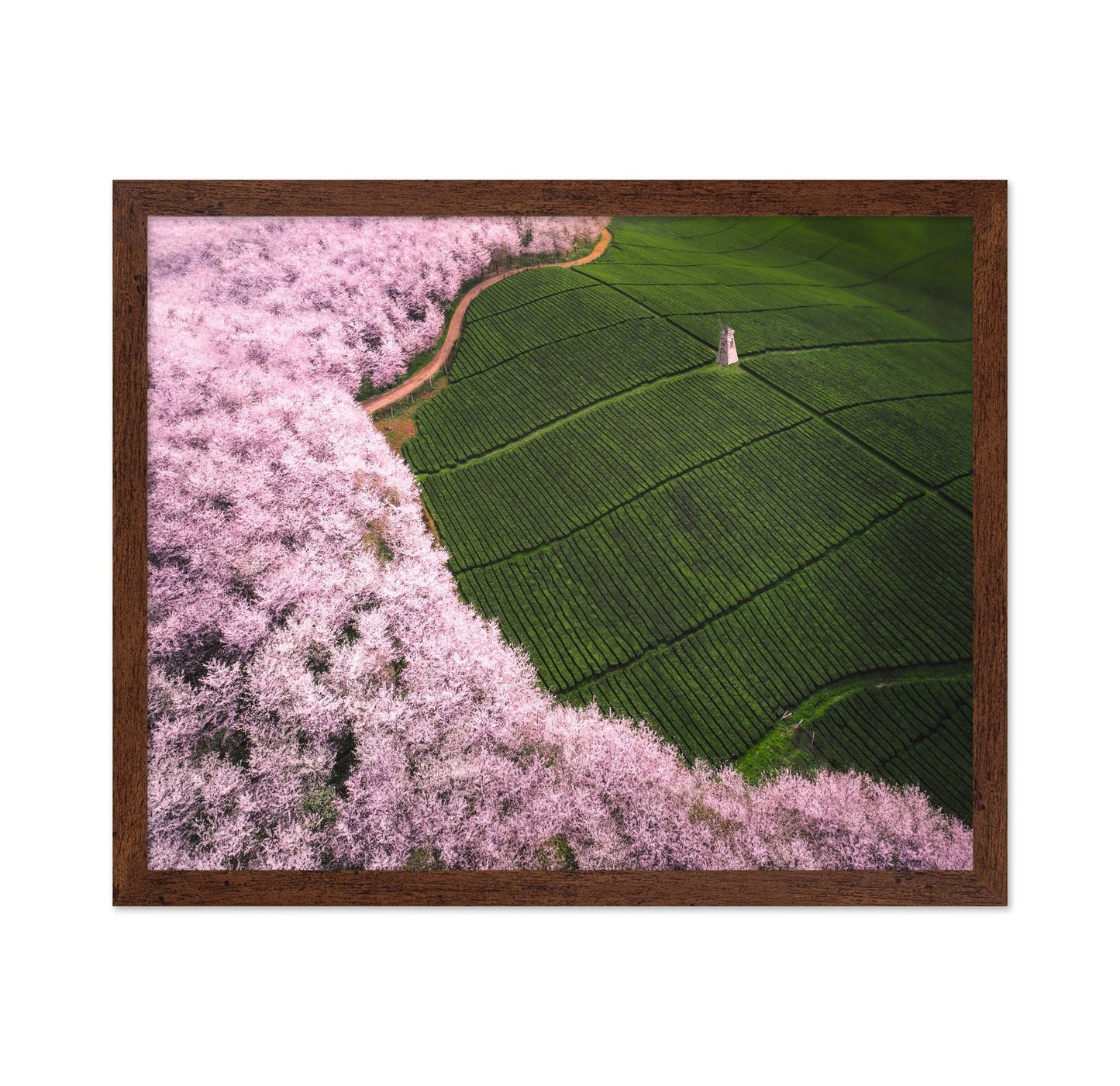 Blossom Tea Fields