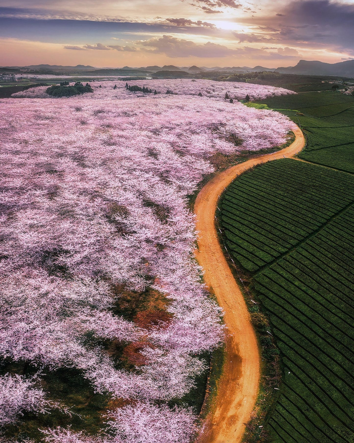 Blossom Valley Curve