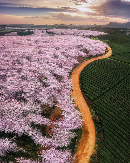 Blossom Valley Curve