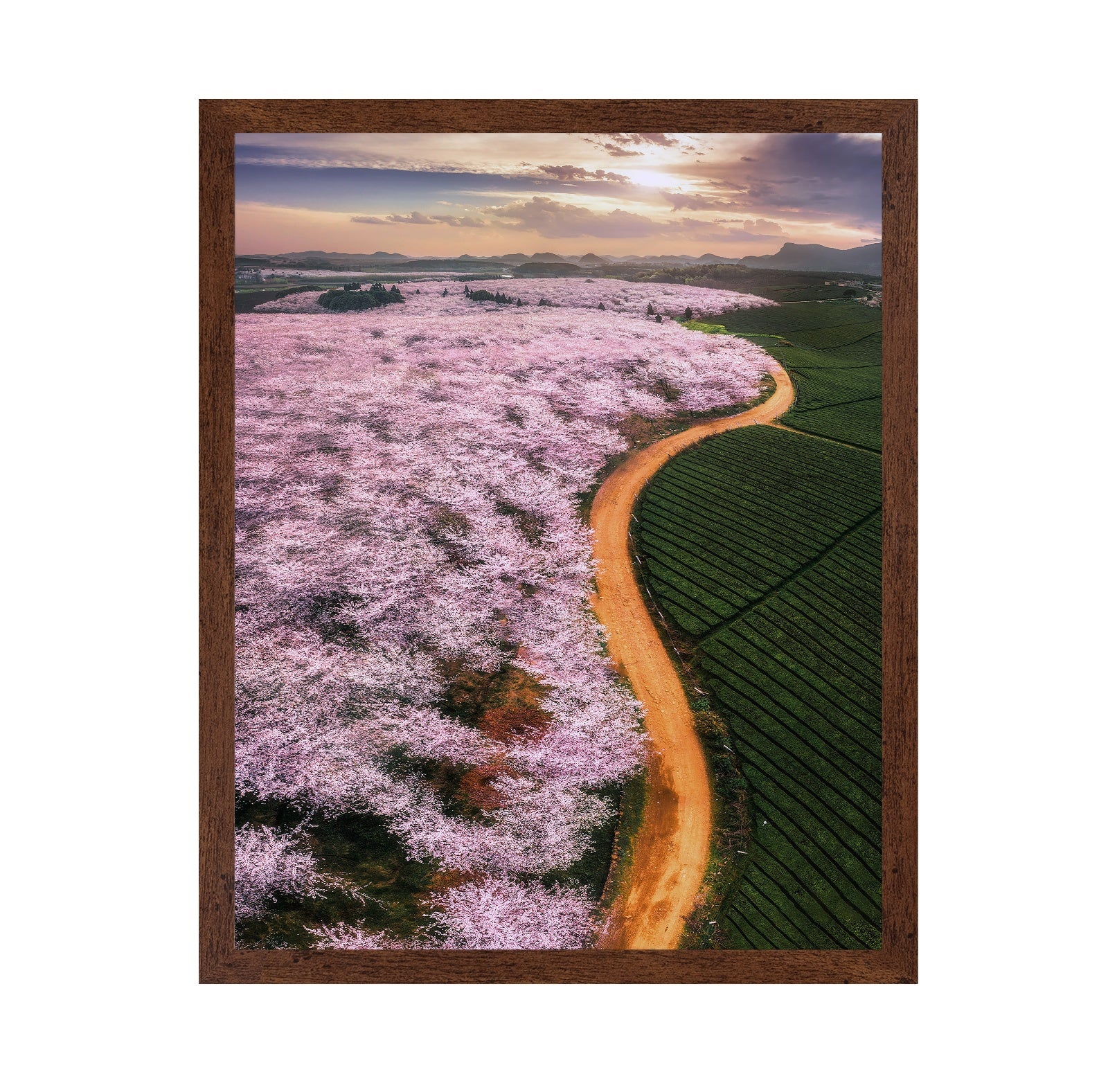 Blossom Valley Curve