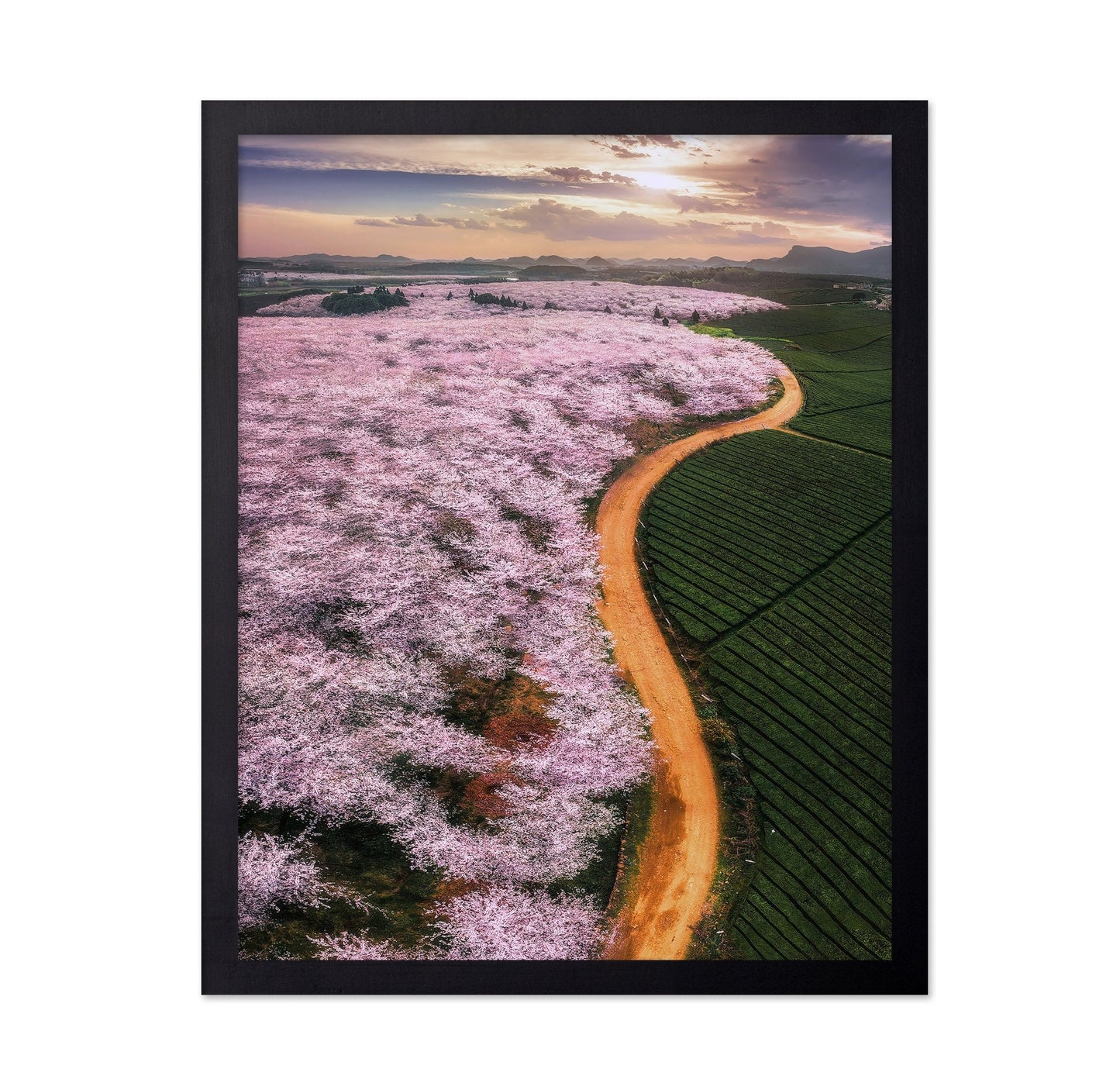 Blossom Valley Curve