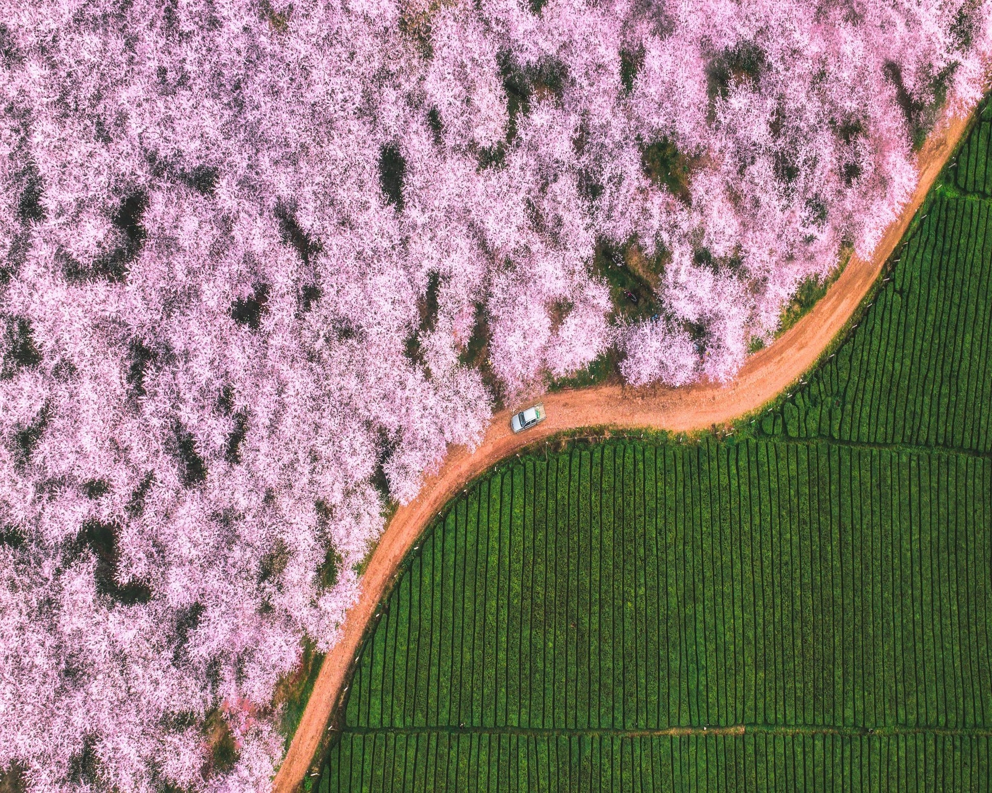 Blossom Path Contrast