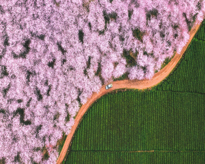 Blossom Path Contrast