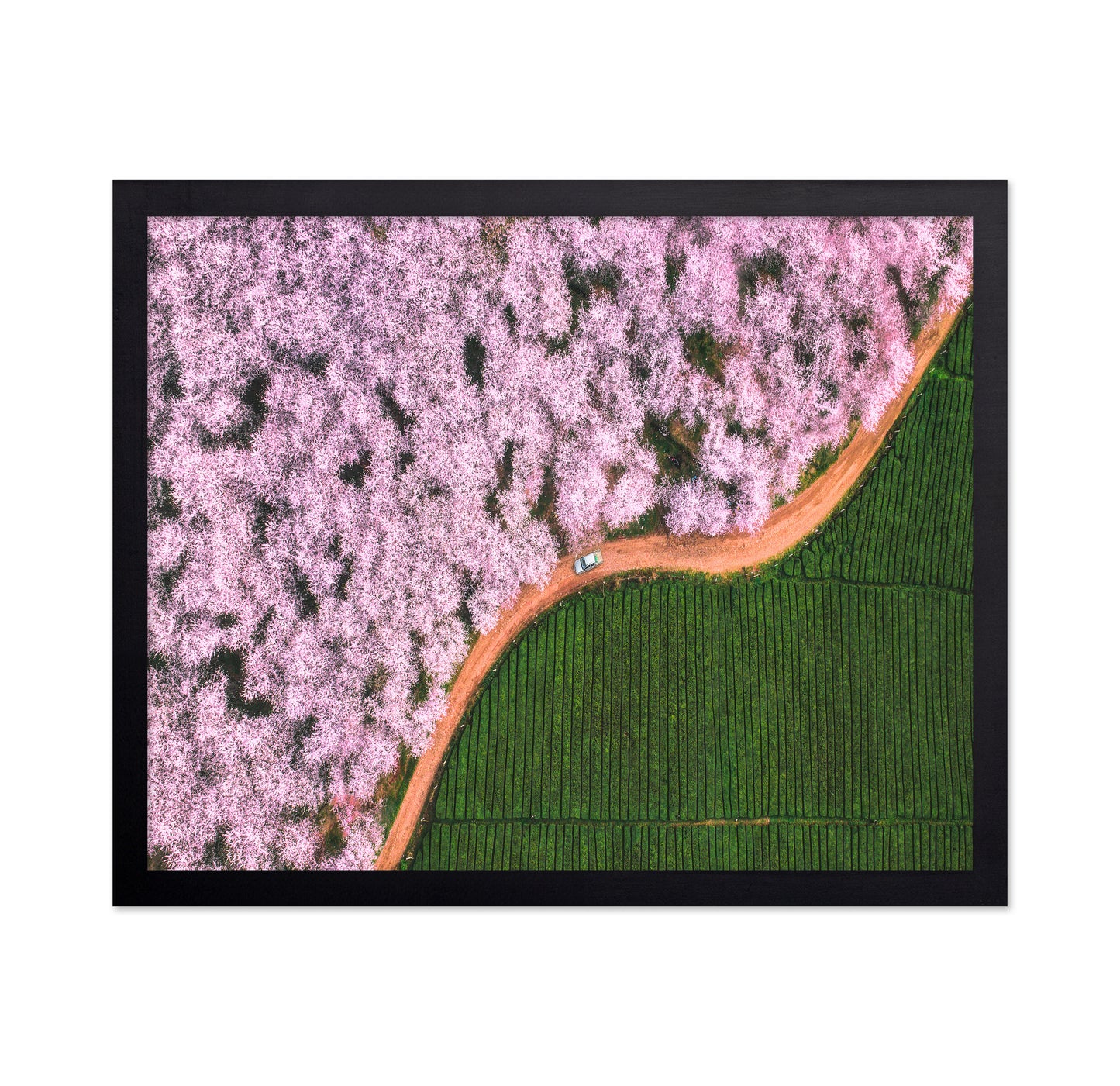 Blossom Path Contrast