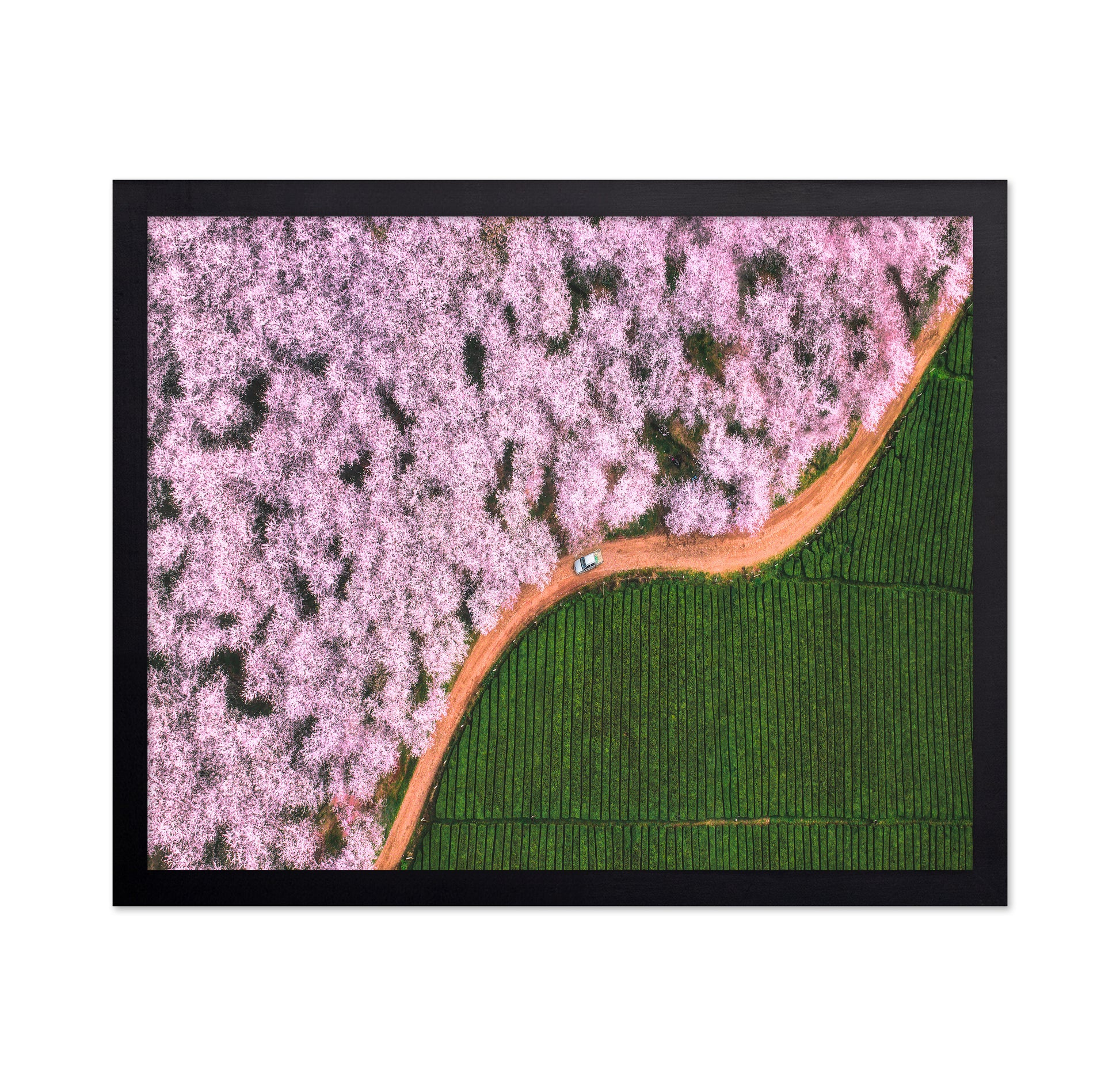 Blossom Path Contrast