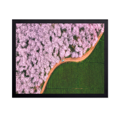 Blossom Path Contrast