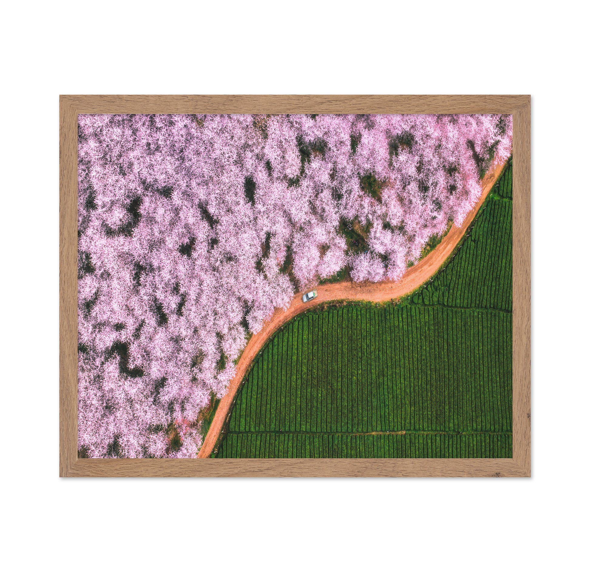 Blossom Path Contrast