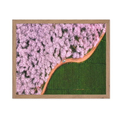 Blossom Path Contrast