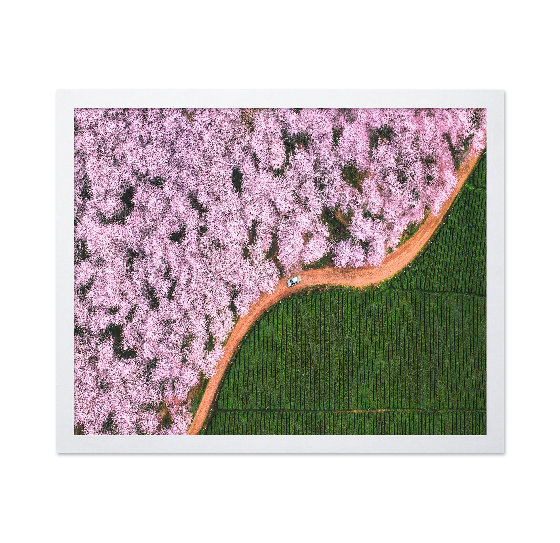 Blossom Path Contrast