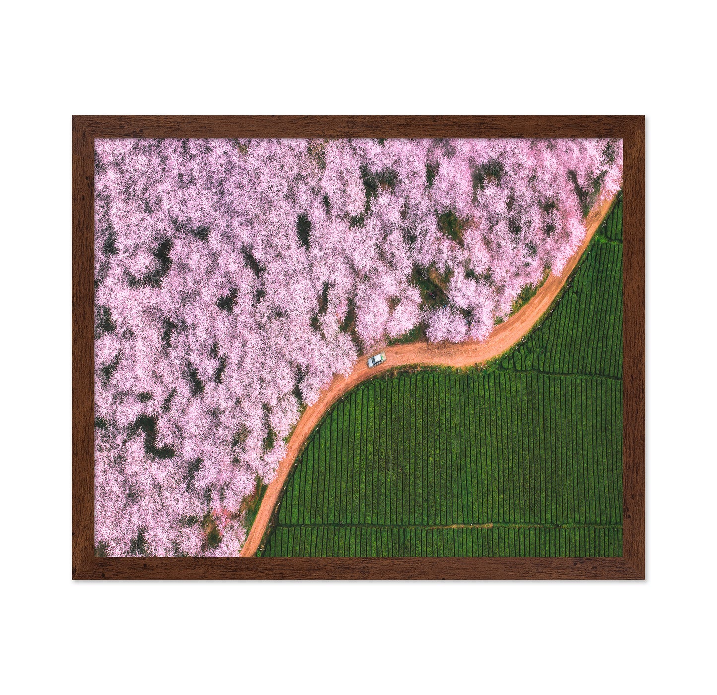 Blossom Path Contrast