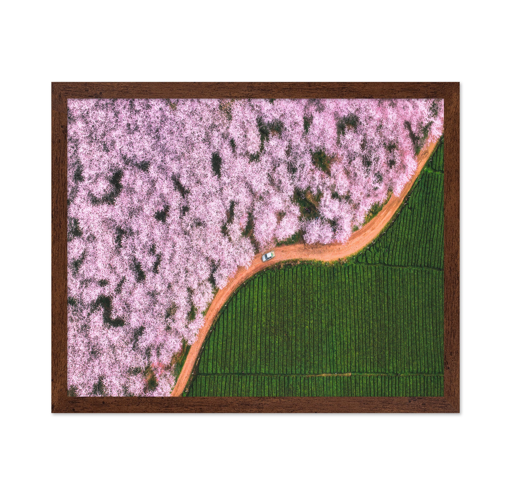 Blossom Path Contrast