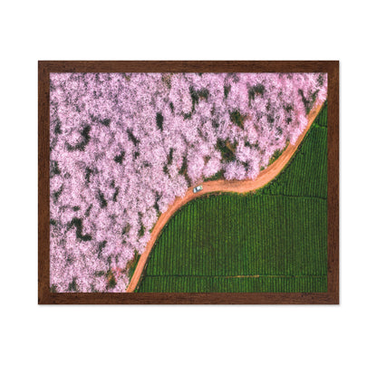 Blossom Path Contrast