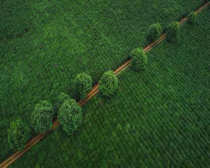 Green Path Aerial
