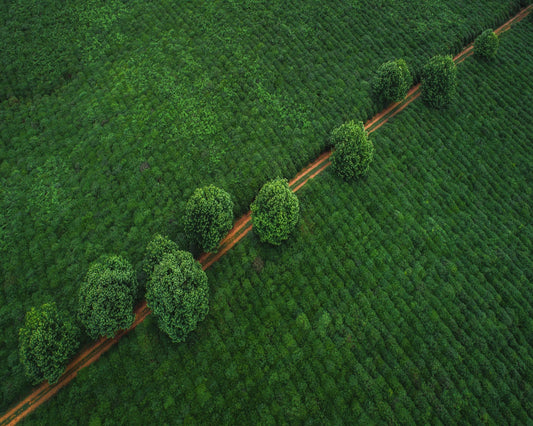 Green Path Aerial