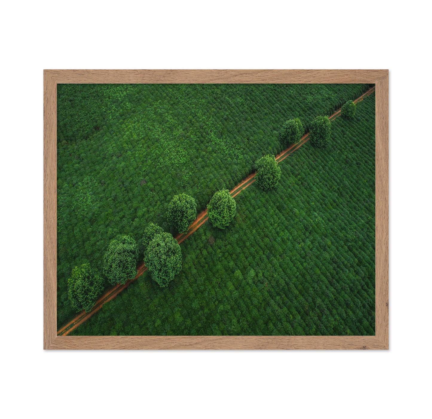 Green Path Aerial