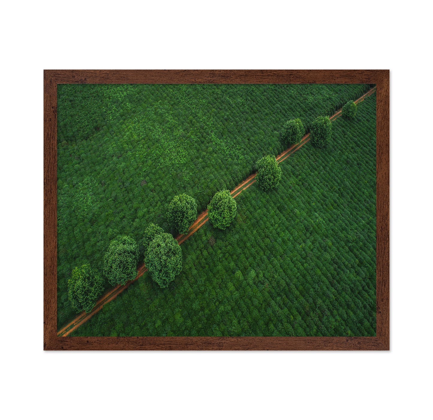 Green Path Aerial