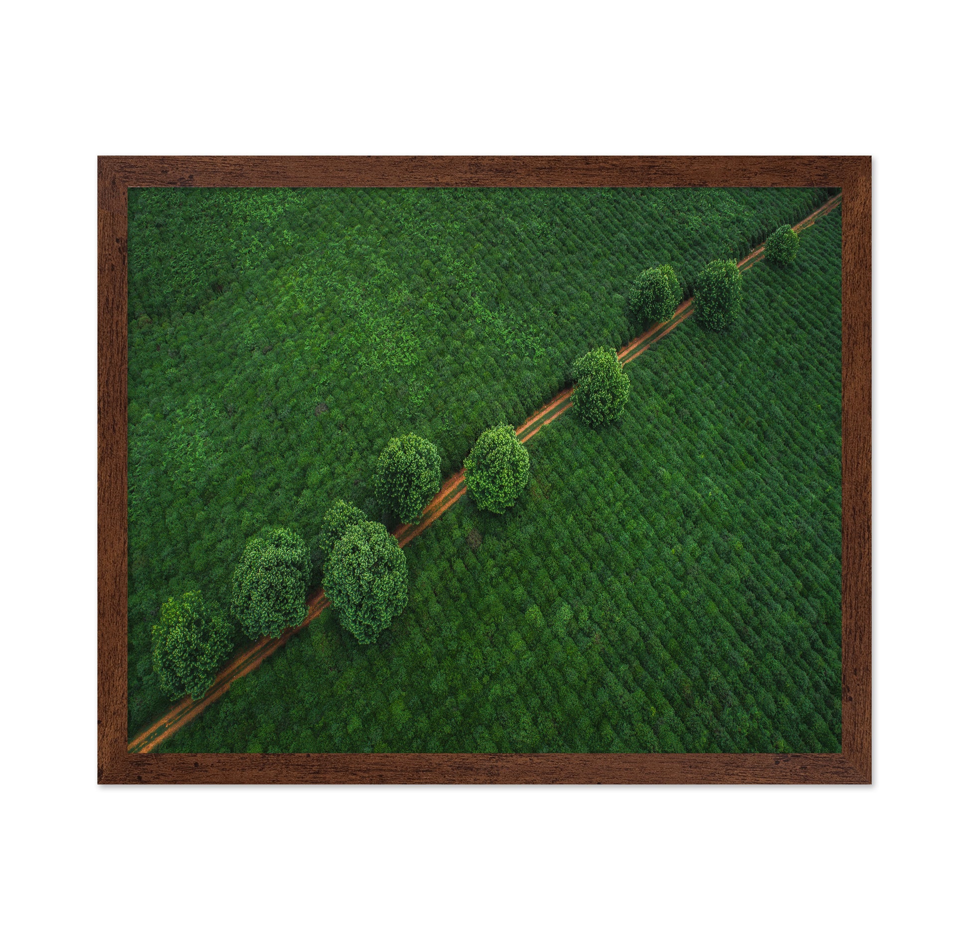 Green Path Aerial