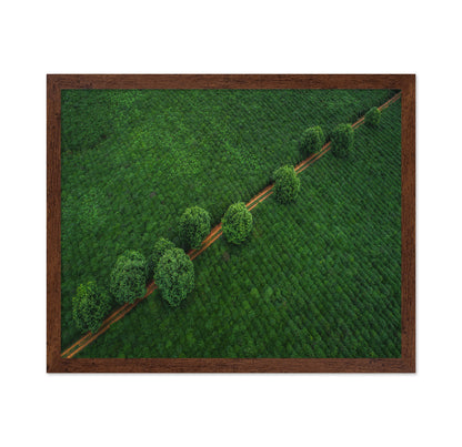 Green Path Aerial
