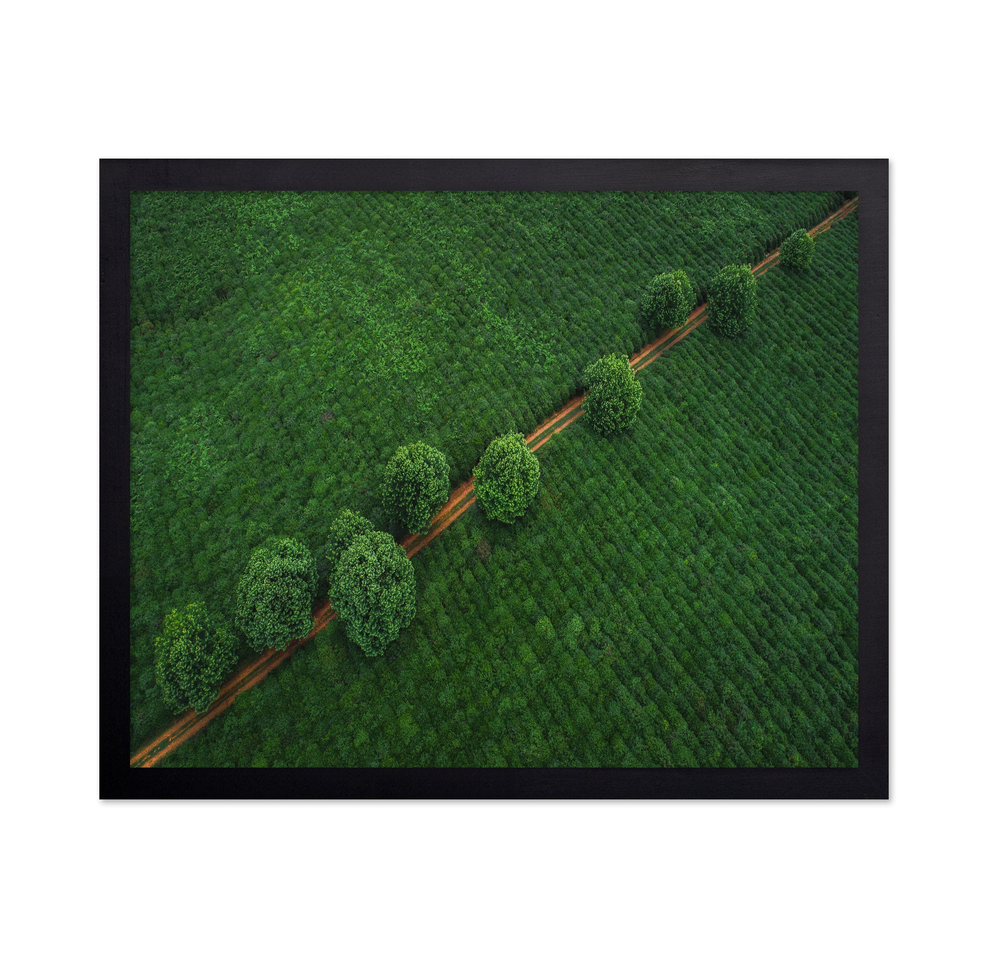 Green Path Aerial