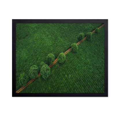 Green Path Aerial