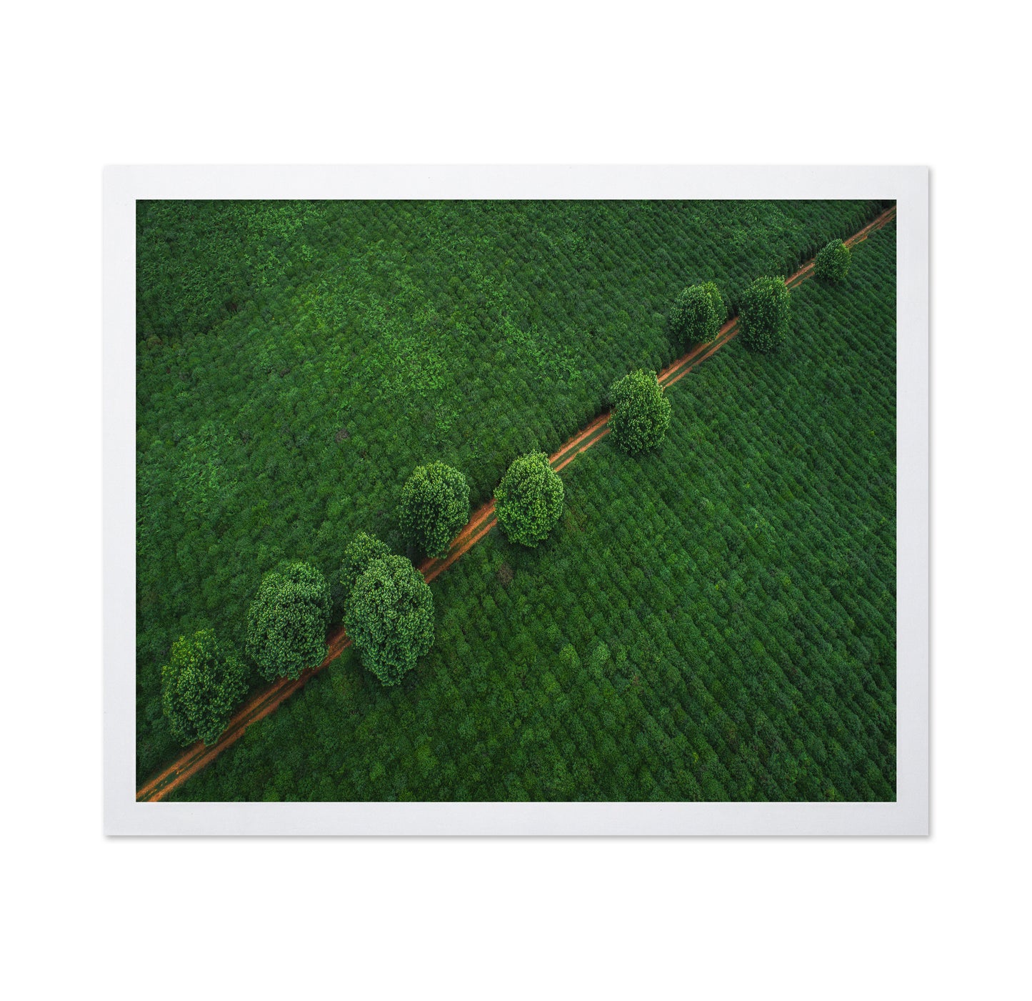 Green Path Aerial