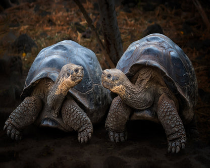 Giant Tortoise Pair