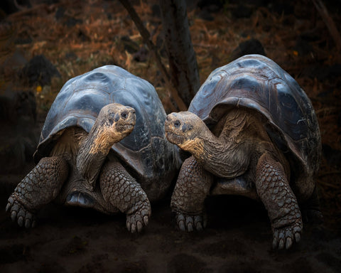 Giant Tortoise Pair