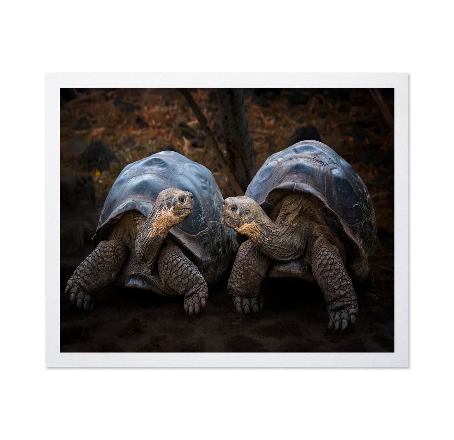 Giant Tortoise Pair
