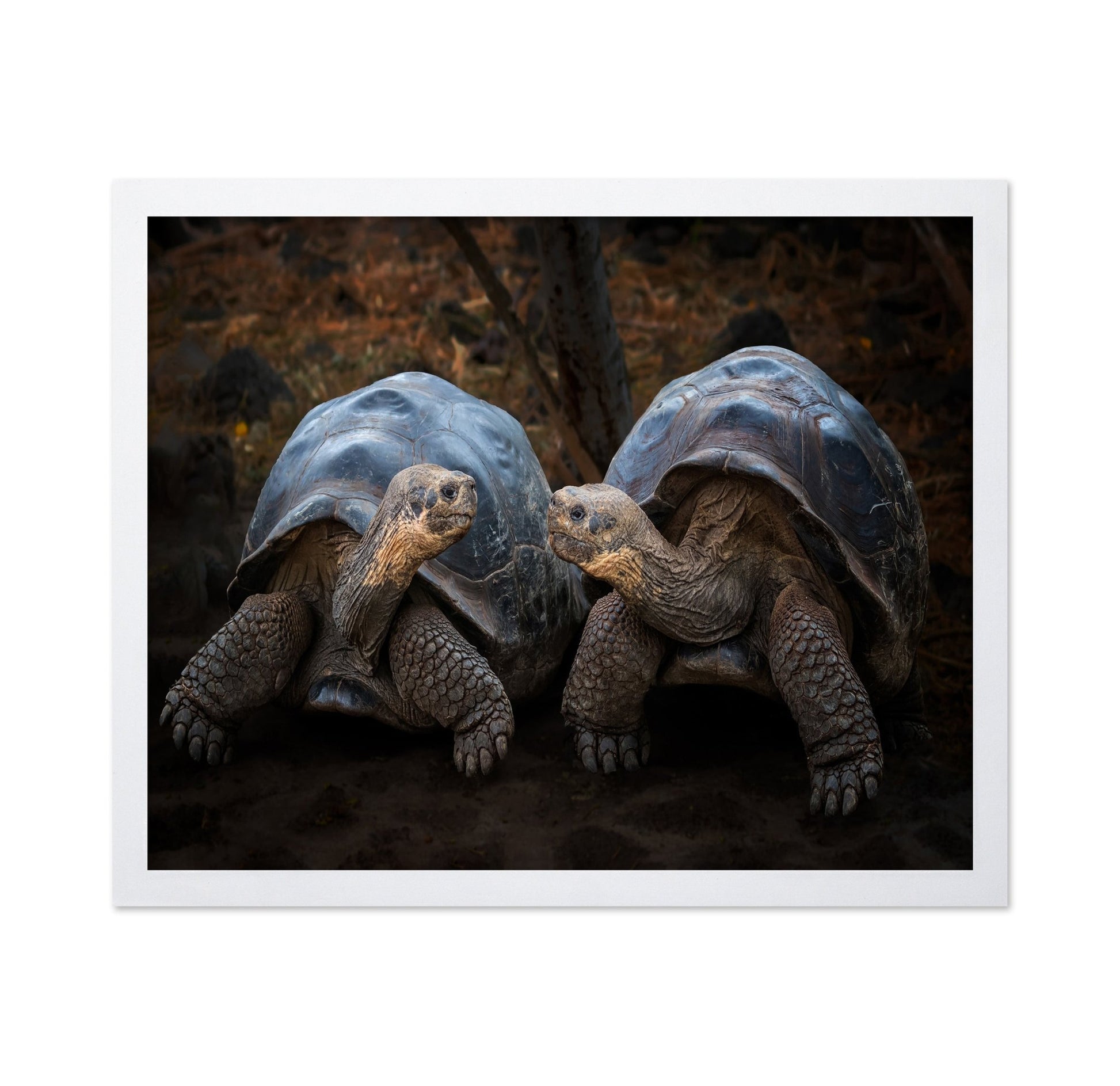 Giant Tortoise Pair