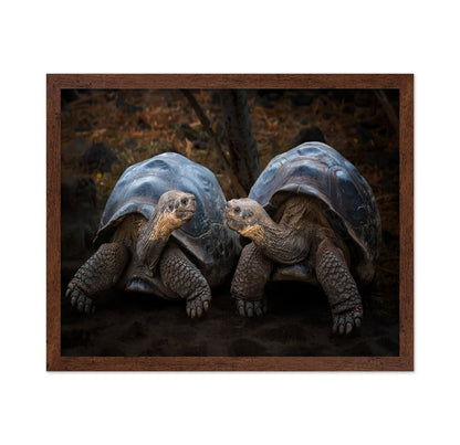 Giant Tortoise Pair