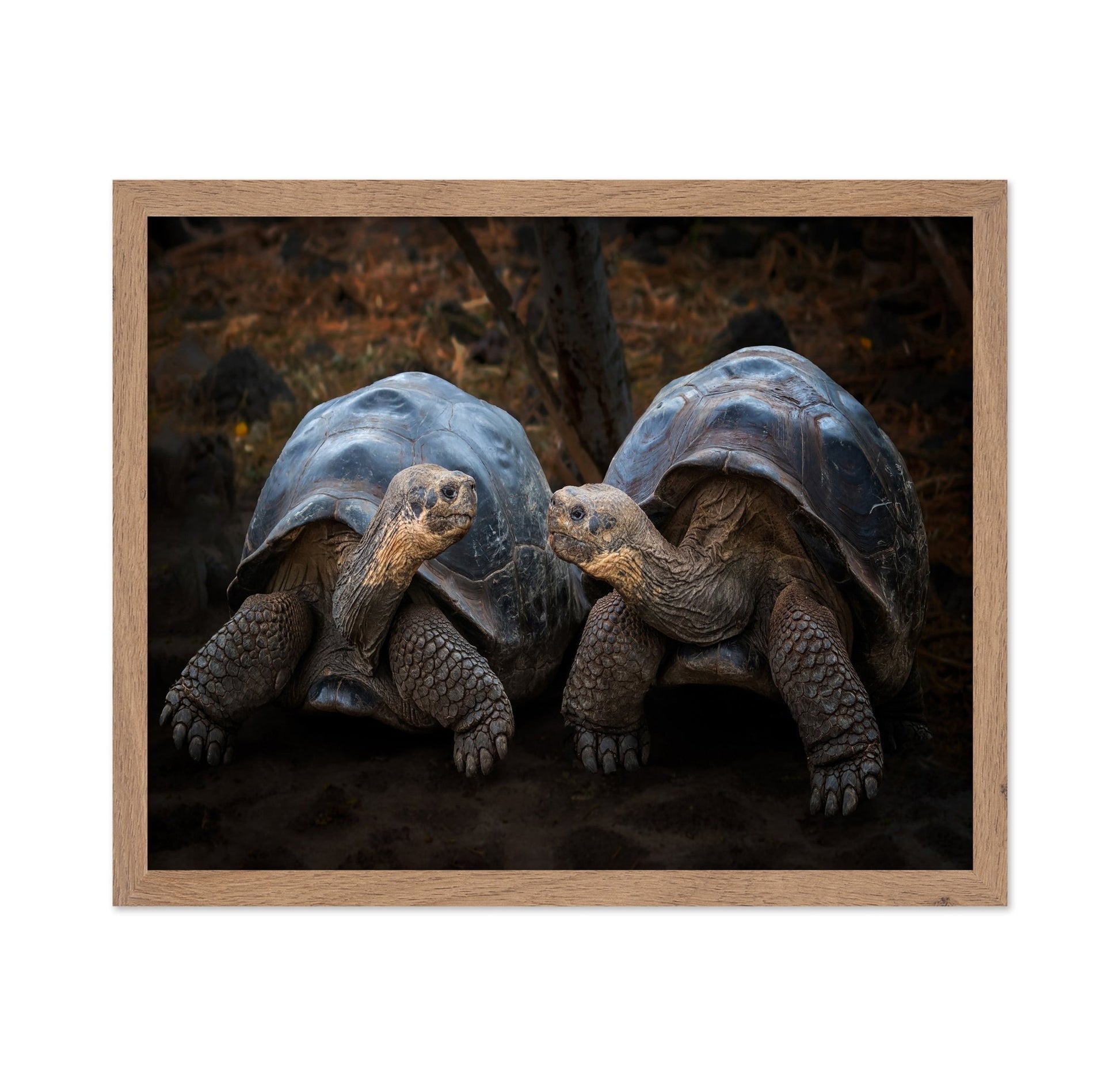 Giant Tortoise Pair