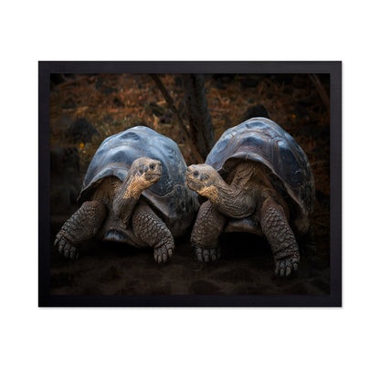Giant Tortoise Pair
