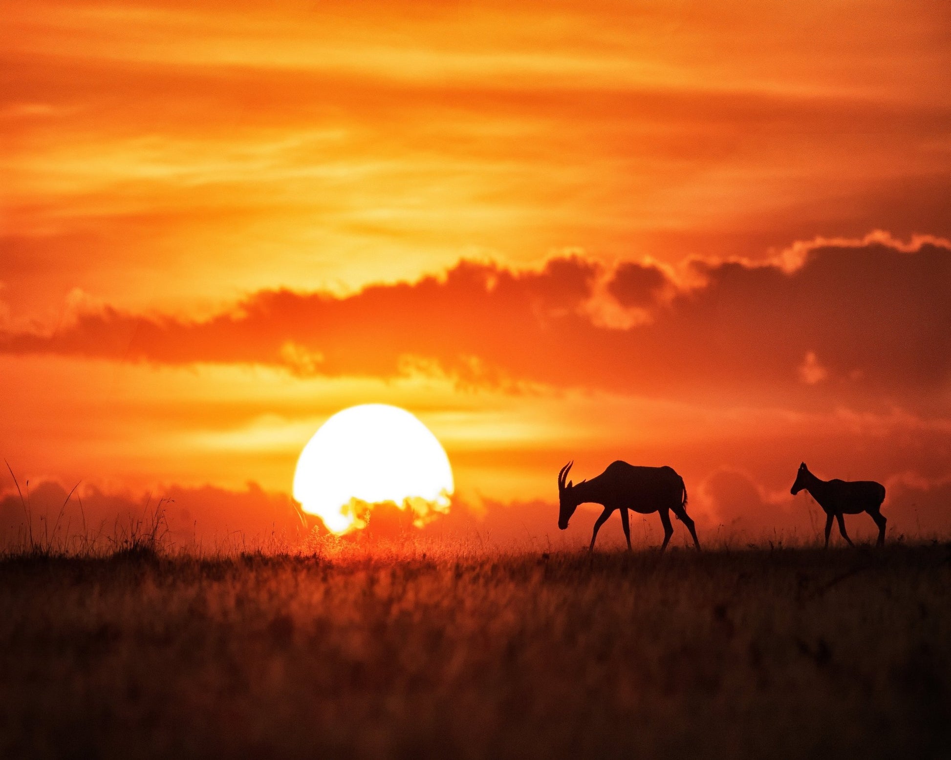 Sunset Antelope Walk
