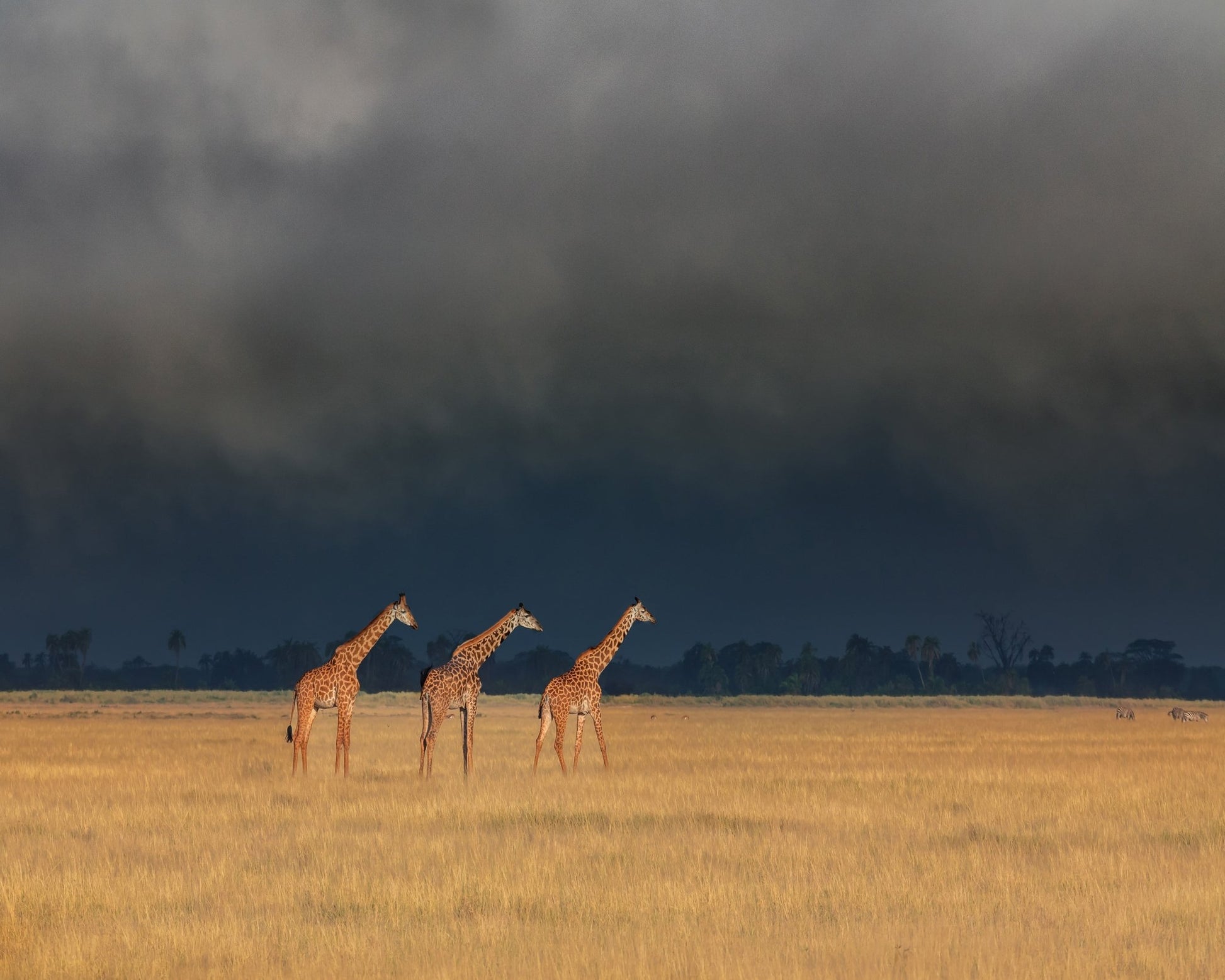 Three Giraffes Field
